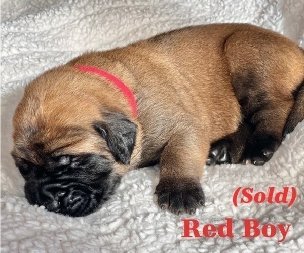 Medium Photo #17 Mastiff Puppy For Sale in BIXBY, OK, USA