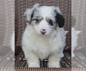 Aussiedoodle Miniature  Puppy for sale in FREDERICKSBURG, OH, USA