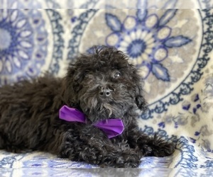 Poodle (Toy) Puppy for sale in LANCASTER, PA, USA