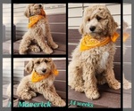 Small #2 Cavapoo-Poodle (Standard) Mix