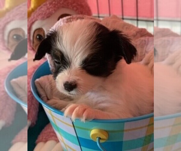 Medium Photo #3 Yorkillon Puppy For Sale in CLARE, IL, USA