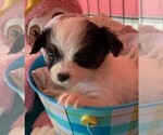 Small Photo #3 Yorkillon Puppy For Sale in CLARE, IL, USA
