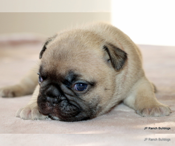 Medium Photo #7 French Bulldog Puppy For Sale in WINNSBORO, TX, USA