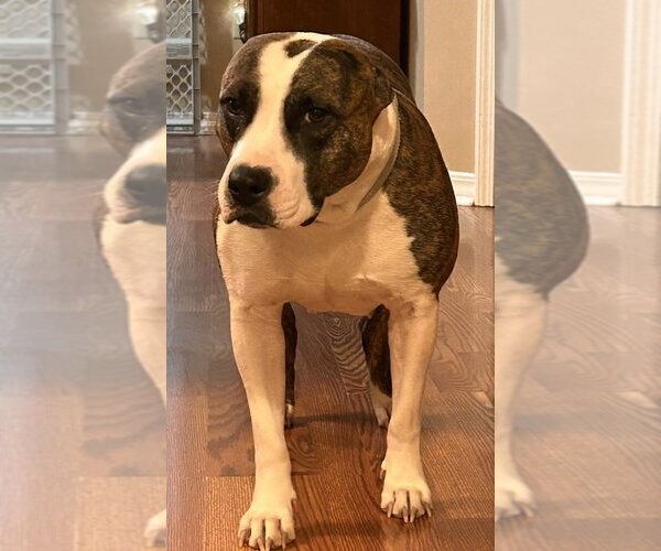 Medium Photo #2 Mutt Puppy For Sale in Boston, MA, USA