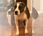 Small #1 Mutt