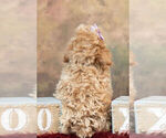 Small #6 Poodle (Toy)