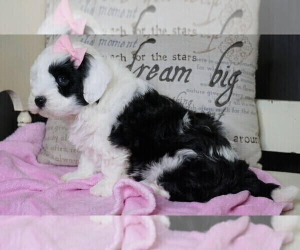 Medium Photo #3 Sheltidoodle Puppy For Sale in FREDERICKSBG, OH, USA