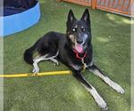 Small #1 Siberian Husky Mix