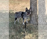 Small #2 French Bulldog