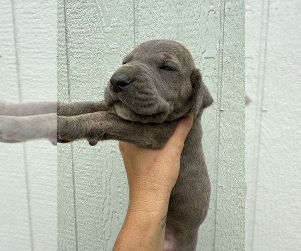 Medium Photo #46 Great Dane Puppy For Sale in HALLETTSVILLE, TX, USA