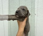 Small #2 Great Dane