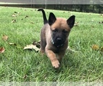 Small Photo #4 Belgian Malinois Puppy For Sale in FAIRPLAY, MD, USA