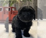 Small Photo #4 Lhasa Apso-Poodle (Toy) Mix Puppy For Sale in CANOGA, NY, USA