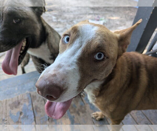 Medium Photo #4 Mutt Puppy For Sale in Orange Grove, TX, USA