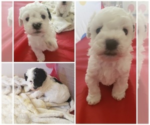 Poodle (Toy) Puppy for sale in SPRINGFIELD, TN, USA