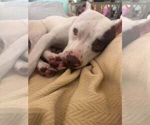 Georgie - Male Mutt Dog for Adoption - Photo #3