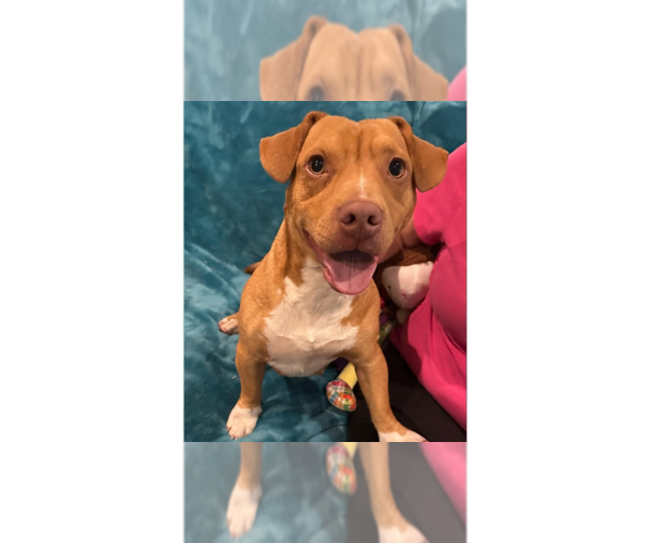 Medium Photo #1 Basset Hound-Unknown Mix Puppy For Sale in New York, NY, USA