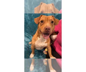 Basset Hound-Unknown Mix Dogs for adoption in New York, NY, USA