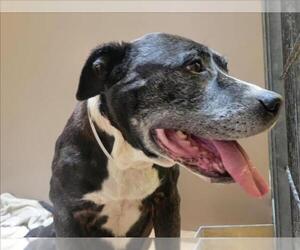 American Pit Bull Terrier Dogs for adoption in Martinez, CA, USA