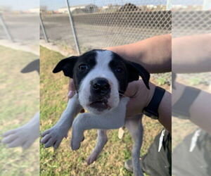 American Pit Bull Terrier-Labrador Retriever Mix Dogs for adoption in Corpus Christi, TX, USA