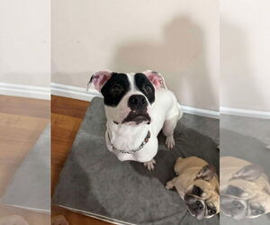Boxer-Unknown Mix Dogs for adoption in Oro Medonte, Ontario, Canada