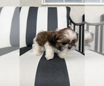 Small Photo #3 Shih Tzu Puppy For Sale in BEAVER, UT, USA