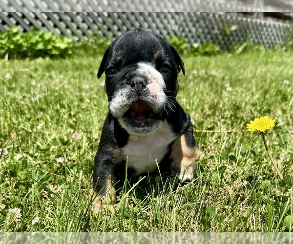 Medium Photo #1 Bulldog Puppy For Sale in HINTON, IA, USA