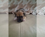 Small #1 American Staffordshire Terrier Mix