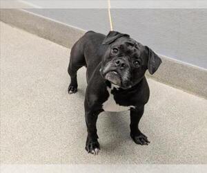 Mutt Dogs for adoption in Las Vegas, NV, USA