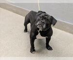 OPIE - Male Mutt Dog for Adoption - Small photo