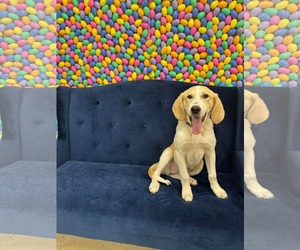 Mutt Dogs for adoption in Overland Park, KS, USA