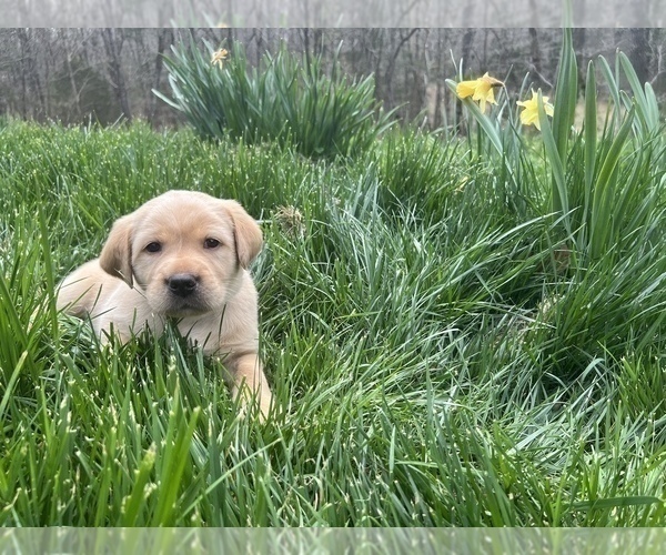 Medium Photo #7 Golden Labrador Puppy For Sale in CRIMORA, VA, USA