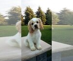 Puppy Tucker Cocker Spaniel