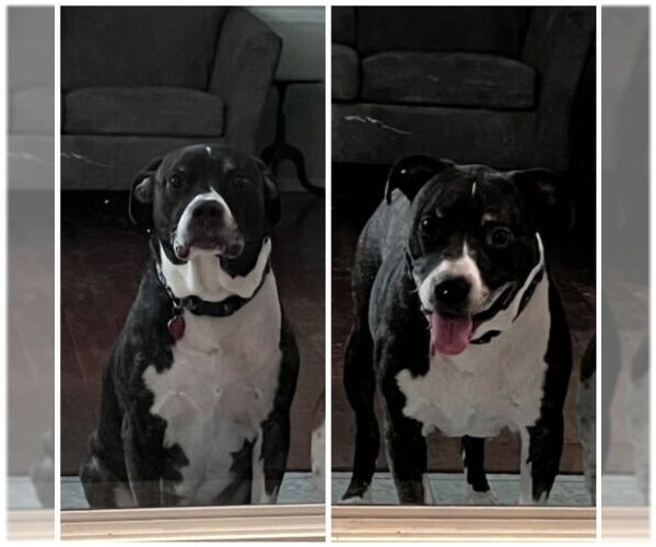Medium Photo #1 American Pit Bull Terrier-Unknown Mix Puppy For Sale in COLUMBIA, MD, USA