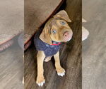 Small #1 Mutt