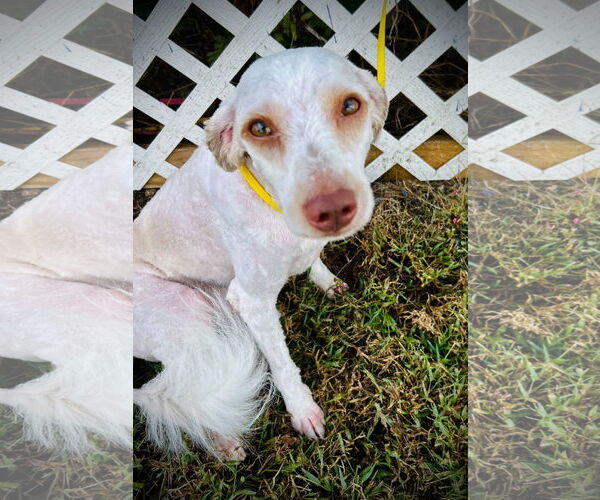 Medium Photo #2 Poodle (Miniature)-Unknown Mix Puppy For Sale in Pacolet, SC, USA