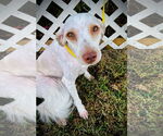 Small #1 Poodle (Miniature) Mix