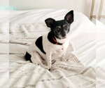 Small #1 Chihuahua Mix