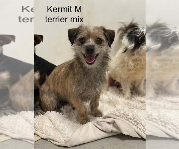 Medium Photo #1 Mutt Puppy For Sale in Studio City, CA, USA