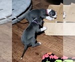 Small Photo #5 Great Dane Puppy For Sale in OGDEN, UT, USA