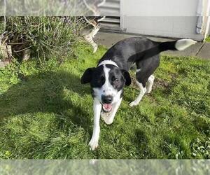 Great Dane-Unknown Mix Dogs for adoption in McKinleyville, CA, USA