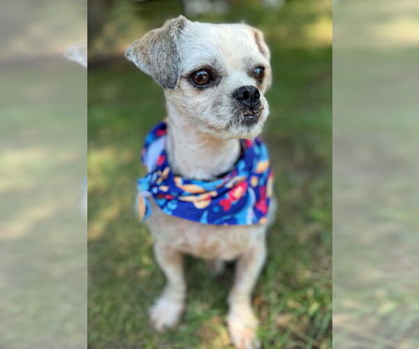 Medium Photo #2 Zuchon Puppy For Sale in Arlington, VA, USA