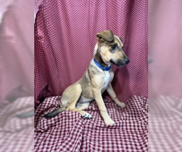 Medium Photo #2 Jack Russell Terrier-Unknown Mix Puppy For Sale in Pleasanton, TX, USA