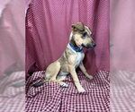 Small #1 Jack Russell Terrier Mix