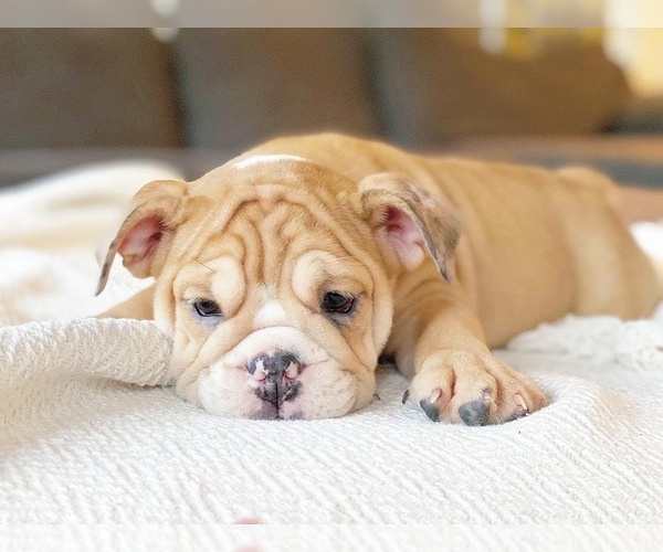 Medium Photo #2 English Bulldog Puppy For Sale in CORONA, CA, USA
