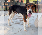 Small #1 Mutt