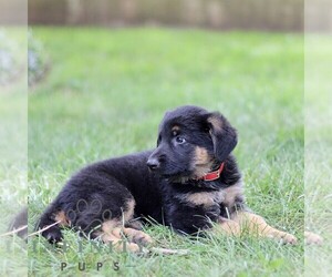German Shepherd Dog Puppy for sale in COATESVILLE, PA, USA