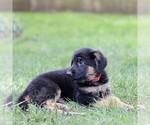 Small German Shepherd Dog