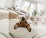 Small #1 Chihuahua