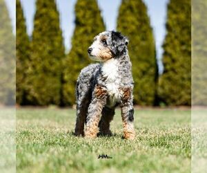 Father of the Bernedoodle (Miniature) puppies born on 03/28/2025